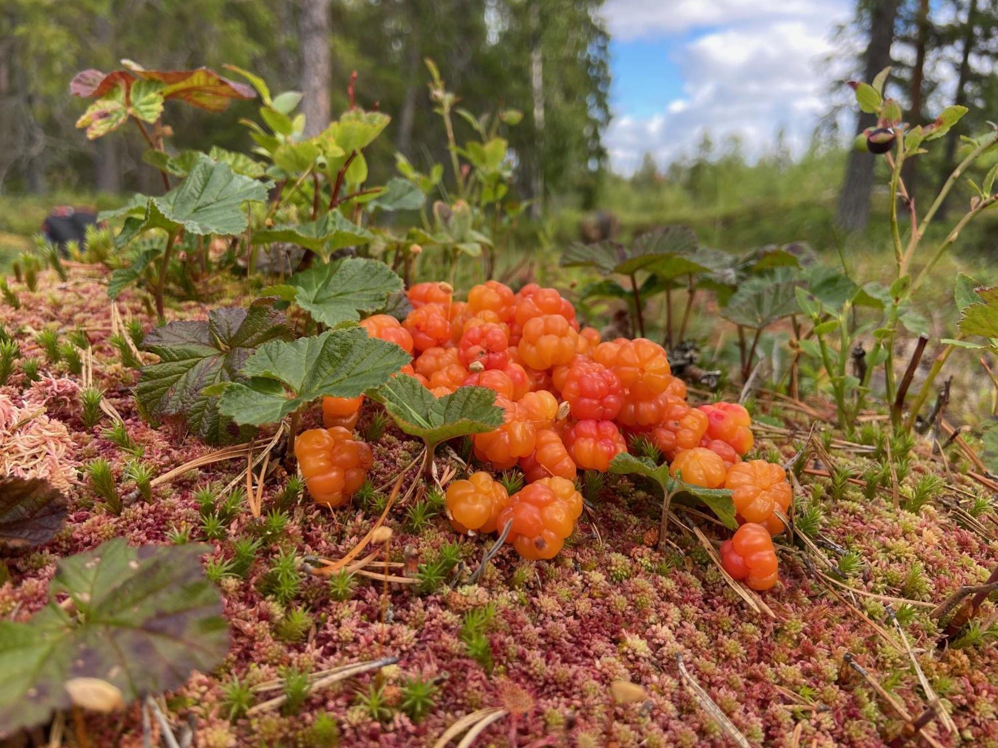 Vildmarksgard Lillviken Stromsund Bagian luar foto